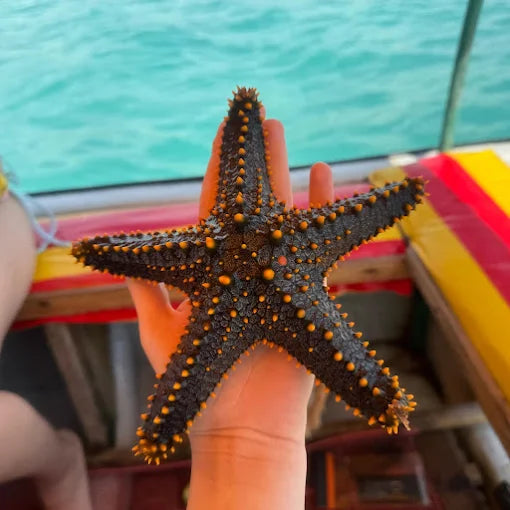 Zanzíbar: tour de esnórquel en la Laguna Azul y de estrellas de mar