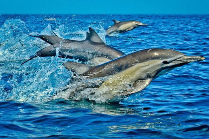 Zanzibar : expérience avec les dauphins, forêt de Jozani, ferme aux épices et visite privée de Stone Town