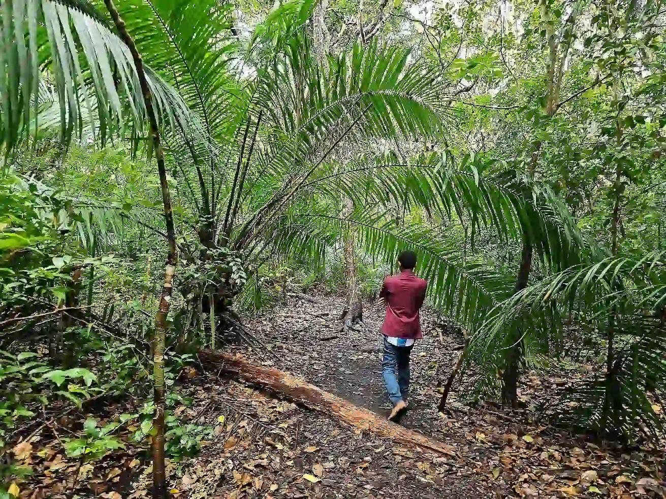 Zanzibar : expérience avec les dauphins, forêt de Jozani, ferme aux épices et visite privée de Stone Town