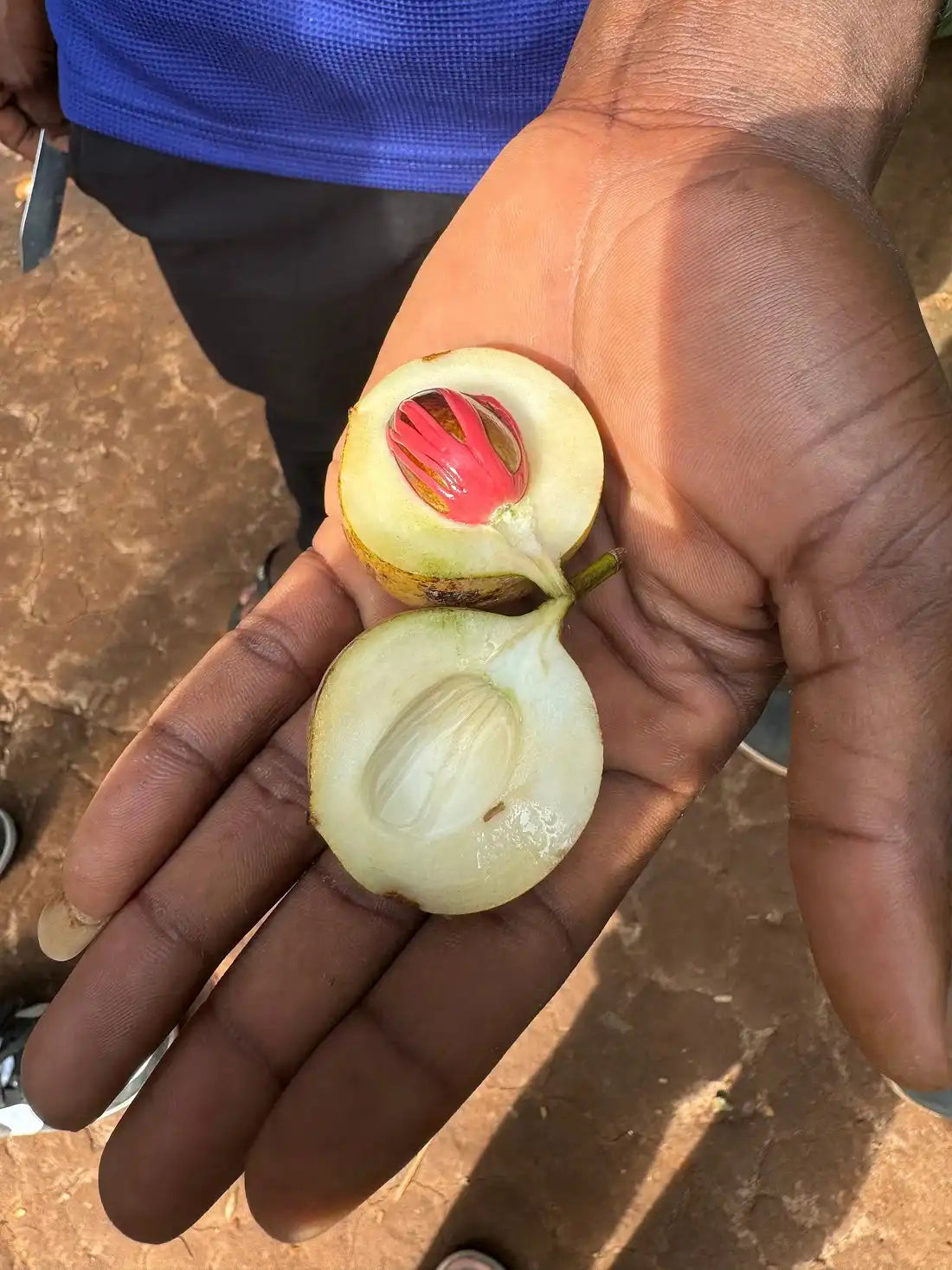 Zanzibar : expérience avec les dauphins, forêt de Jozani, ferme aux épices et visite privée de Stone Town