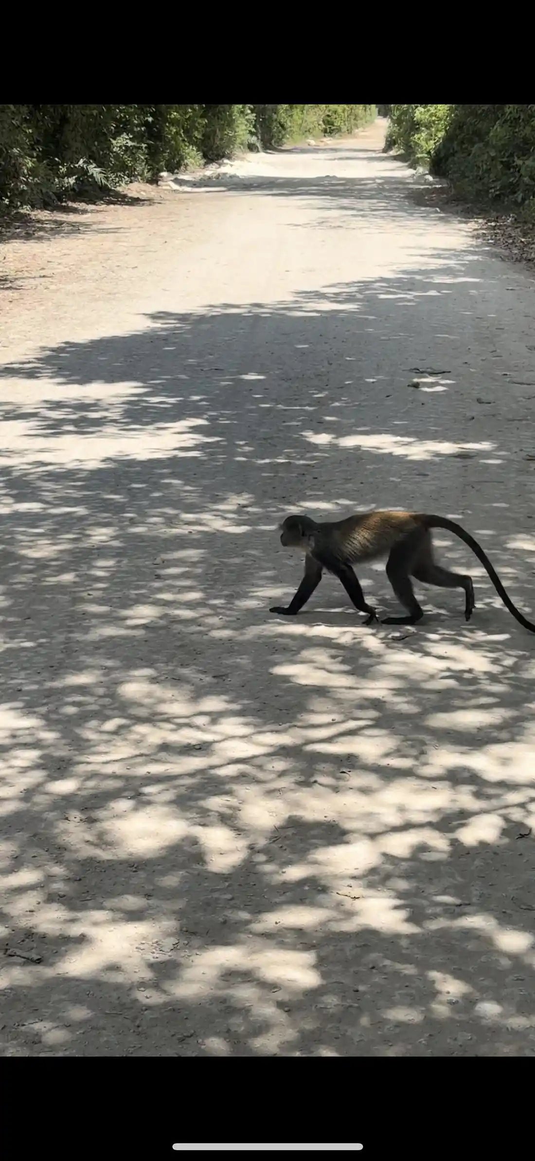 Zanzibar : expérience avec les dauphins, forêt de Jozani, ferme aux épices et visite privée de Stone Town