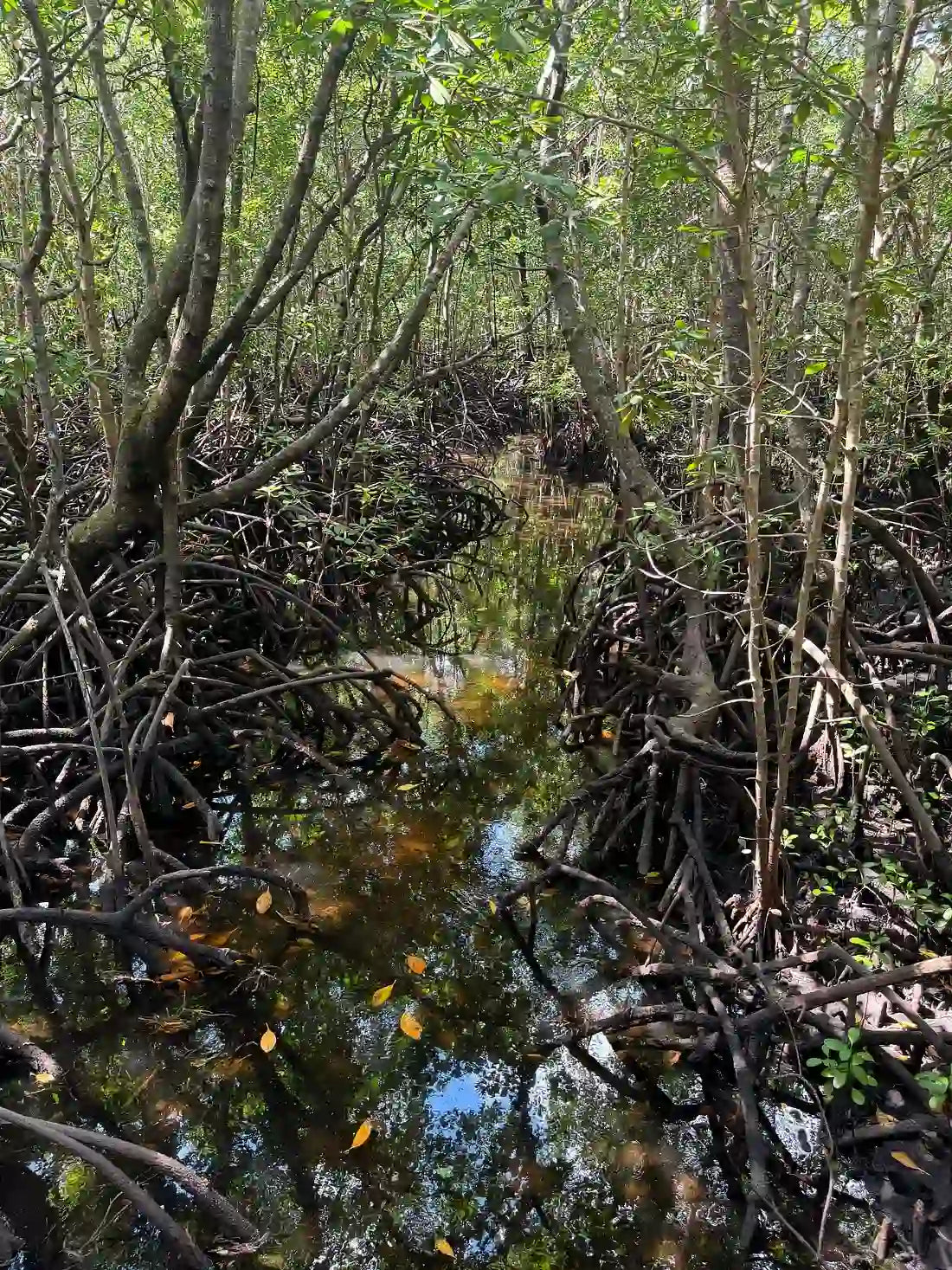 Zanzibar : expérience avec les dauphins, forêt de Jozani, ferme aux épices et visite privée de Stone Town
