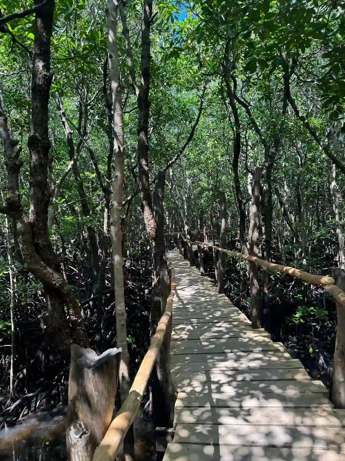 Zanzibar : expérience avec les dauphins, forêt de Jozani, ferme aux épices et visite privée de Stone Town