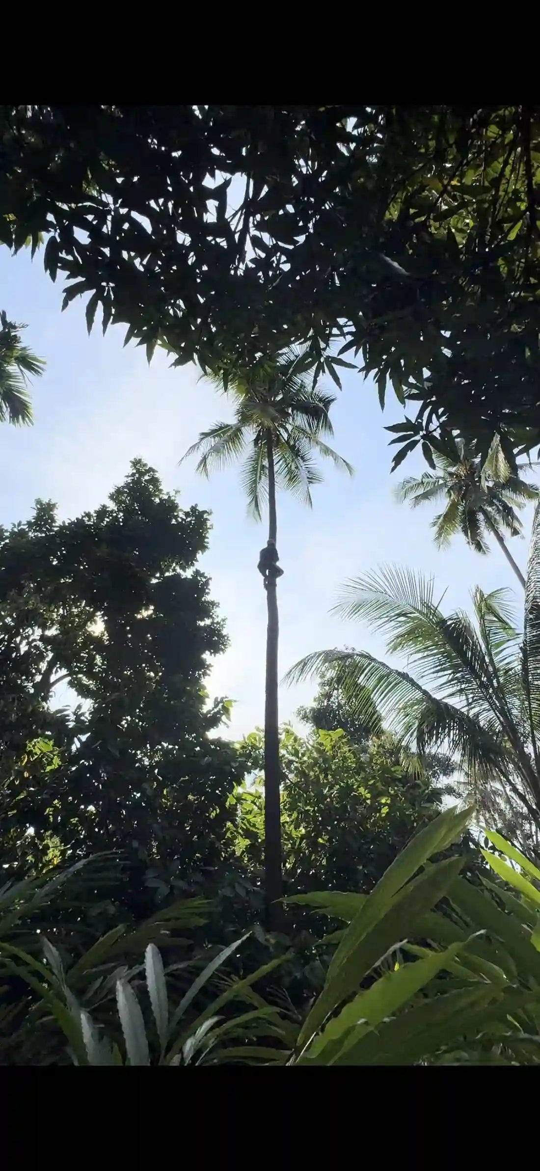 Zanzibar : expérience avec les dauphins, forêt de Jozani, ferme aux épices et visite privée de Stone Town
