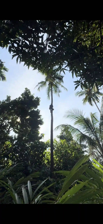 Zanzibar : expérience avec les dauphins, forêt de Jozani, ferme aux épices et visite privée de Stone Town