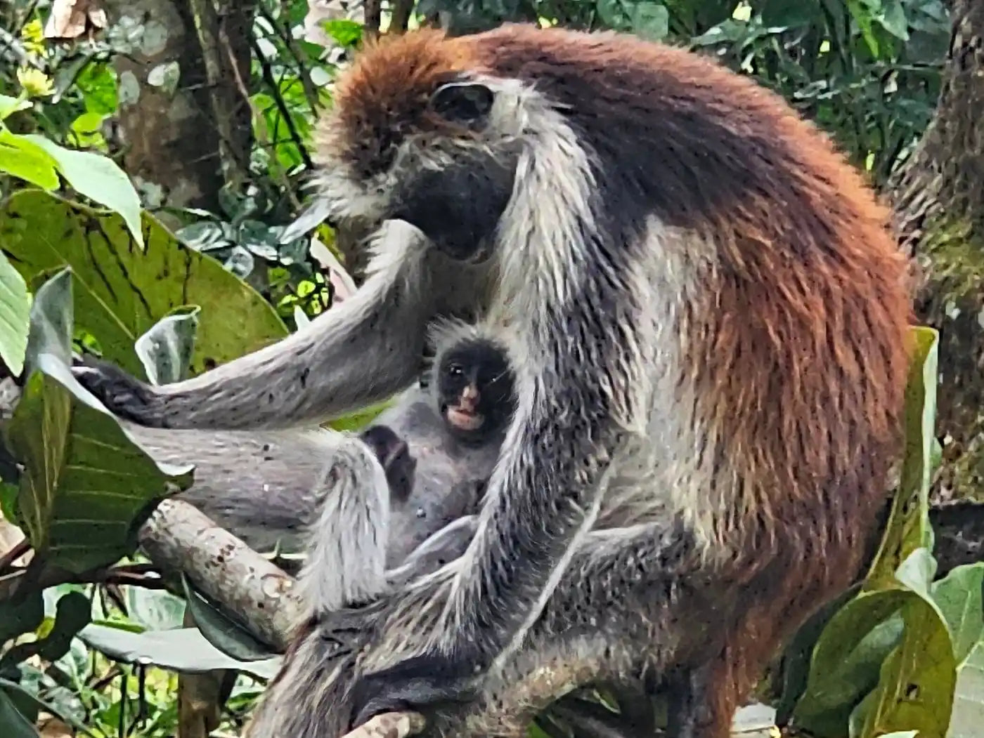 Zanzibar : expérience avec les dauphins, forêt de Jozani, ferme aux épices et visite privée de Stone Town