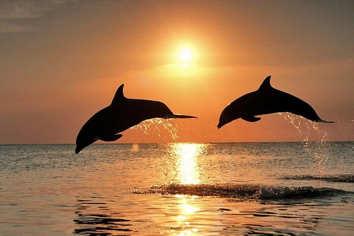 Zanzibar : expérience avec les dauphins, forêt de Jozani, ferme aux épices et visite privée de Stone Town