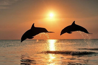 Zanzibar : expérience avec les dauphins, forêt de Jozani, ferme aux épices et visite privée de Stone Town