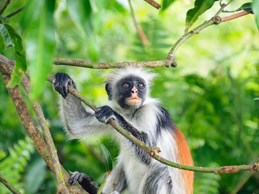 Zanzibar: tour guidato alla Foresta di Jozani, alla Grotta Salaam e alla Spiaggia di Mtende