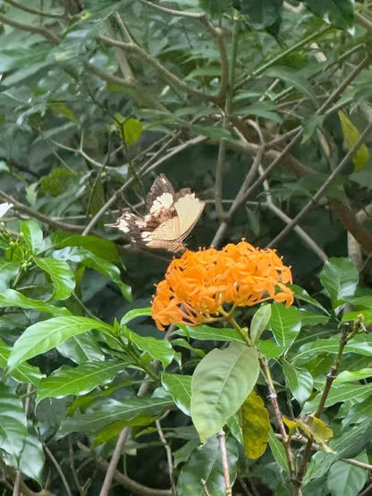 Zanzibar: Prywatna wycieczka do lasu Jozani, Centrum Motyli i jaskini Maalum