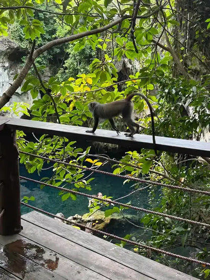 Zanzibar: Prywatna wycieczka do lasu Jozani, Centrum Motyli i jaskini Maalum