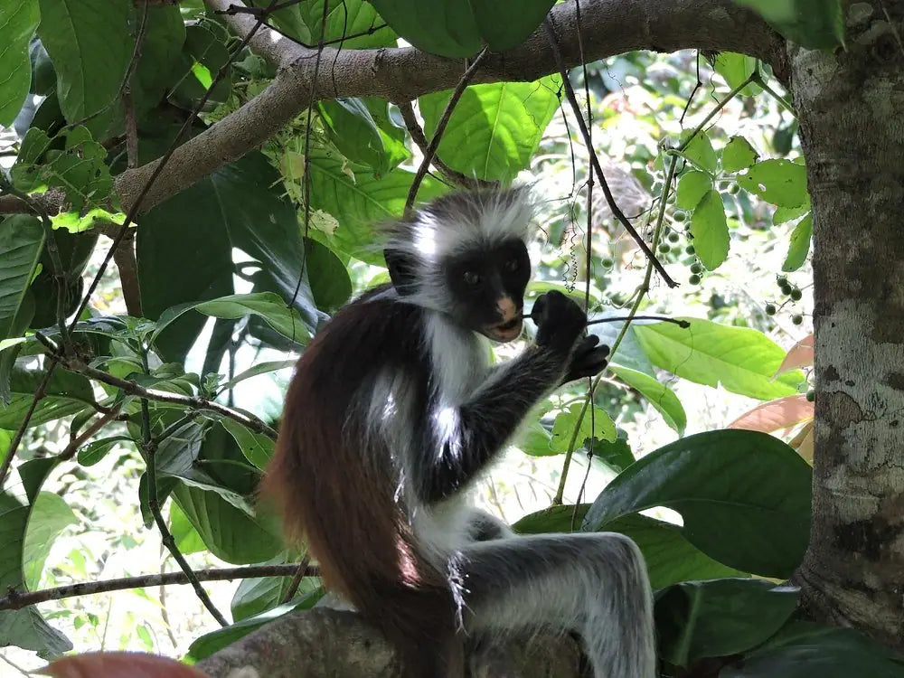 Zanzibar: Jozani Forest, Butterfly Centre and Reptile Park Guided Tour