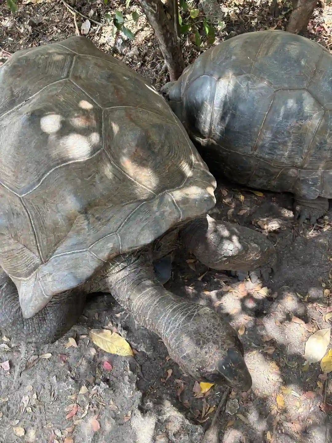 Zanzibar: Jozani Forest, Butterfly Centre and Reptile Park Guided Tour