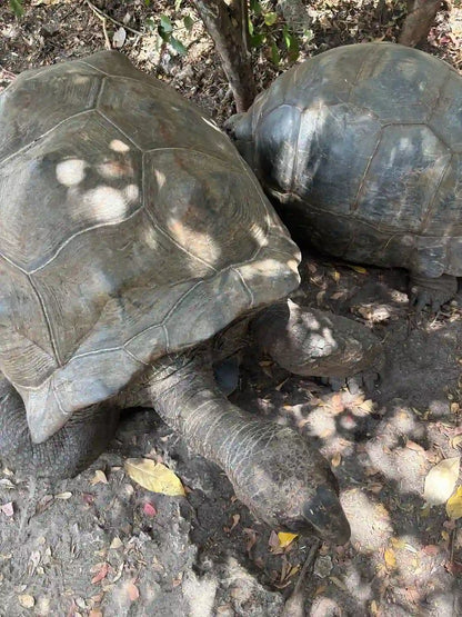 Zanzibar: Jozani Forest, Butterfly Centre and Reptile Park Guided Tour