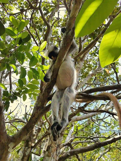Zanzibar: Jozani Forest, Butterfly Centre and Reptile Park Guided Tour