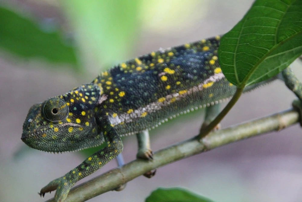 Zanzibar: Jozani Forest, Butterfly Centre and Reptile Park Guided Tour