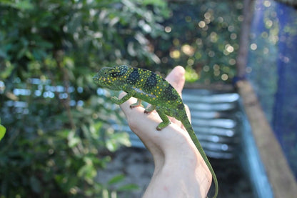 Zanzibar: Jozani Forest, Butterfly Centre and Reptile Park Guided Tour