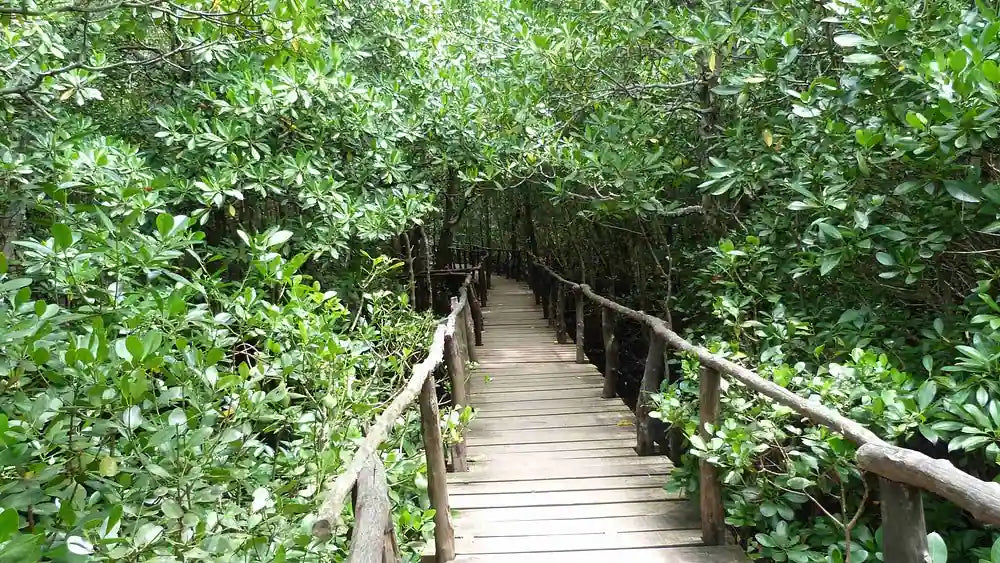 Zanzibar: Jozani Forest, Butterfly Centre and Reptile Park Guided Tour