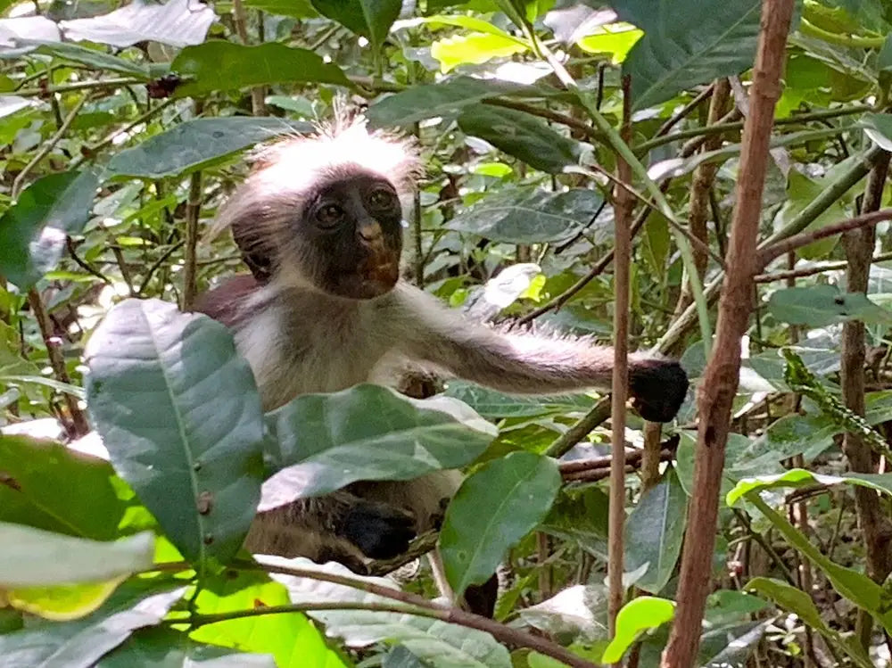 Zanzibar: Jozani Forest, Butterfly Centre and Reptile Park Guided Tour