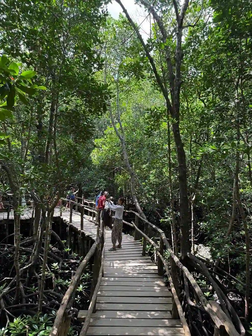 Zanzibar: Jozani Forest, Butterfly Centre and Reptile Park Guided Tour