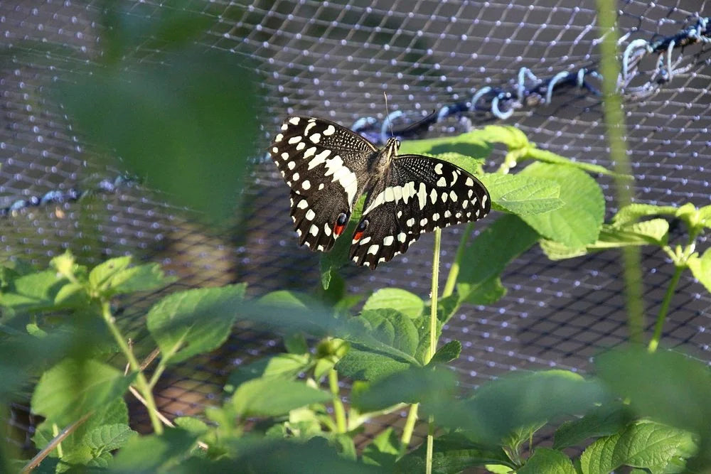 Zanzibar: Jozani Forest, Butterfly Centre and Reptile Park Guided Tour