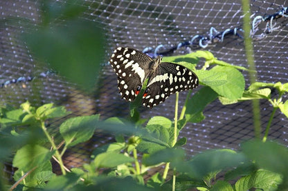 Zanzibar: Jozani Forest, Butterfly Centre and Reptile Park Guided Tour
