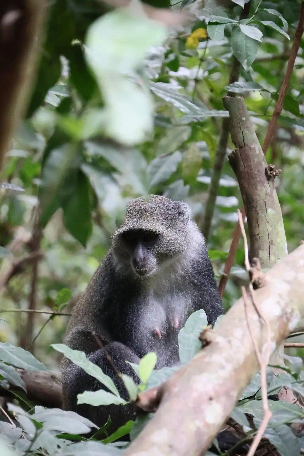 Zanzibar: Jozani Forest, Butterfly Centre and Reptile Park Guided Tour
