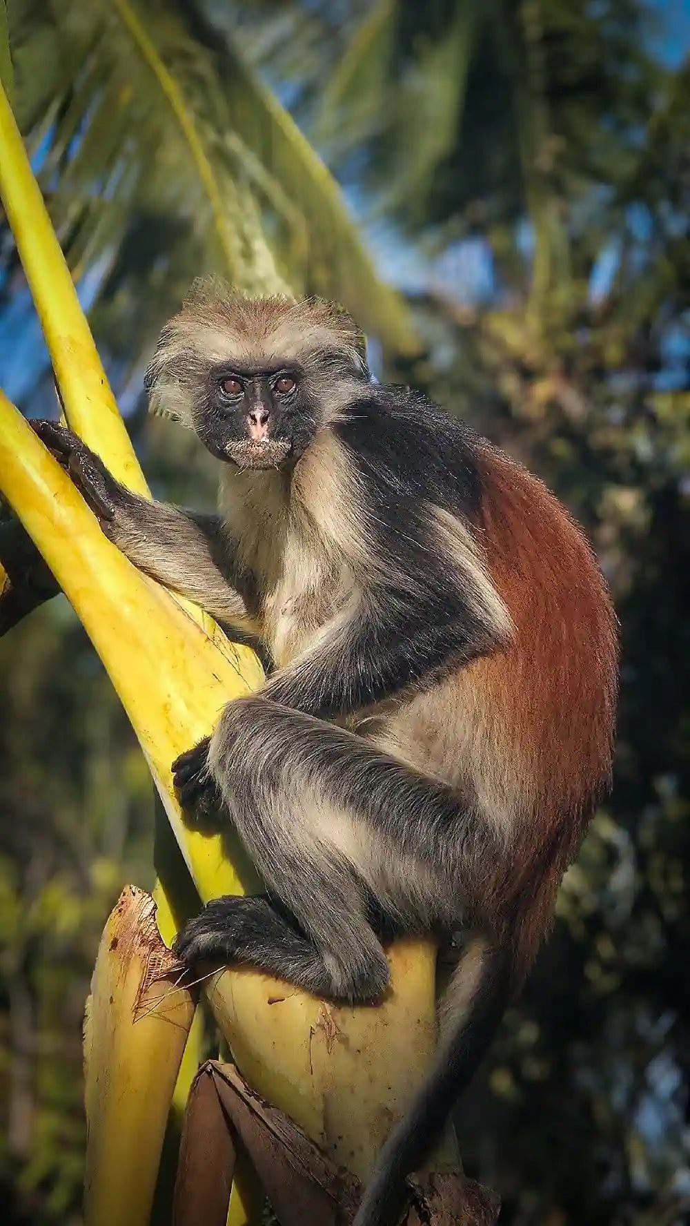 Zanzibar: Jozani Forest, Butterfly Centre and Reptile Park Guided Tour