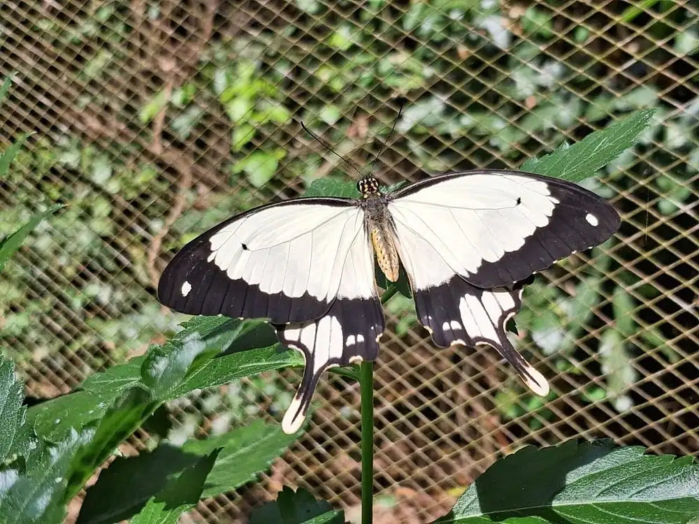 Zanzibar: Jozani Forest, Butterfly Centre and Reptile Park Guided Tour