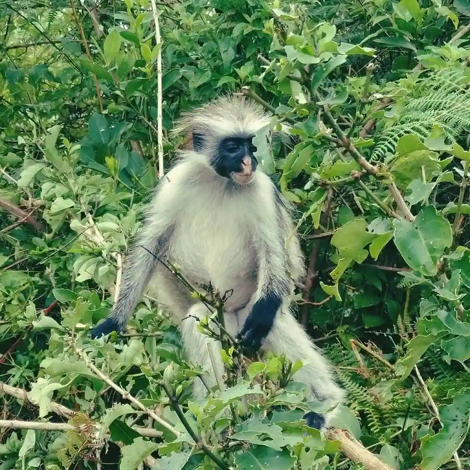 Zanzibar: Jozani Forest, Butterfly Centre and Reptile Park Guided Tour