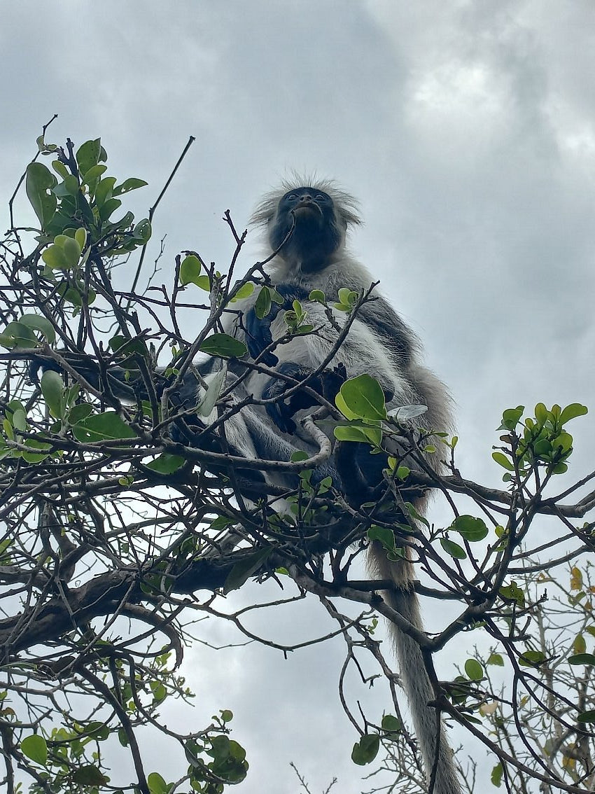 Zanzibar : visite privée de la forêt de Jozani, de la grotte de Kuza et de la plage de Paje