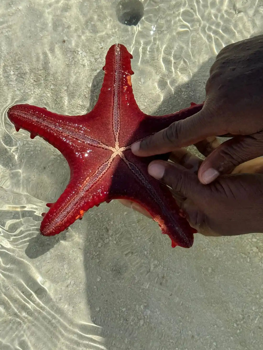 Zanzibar : visite privée de la forêt de Jozani, de la grotte de Kuza et de la plage de Paje