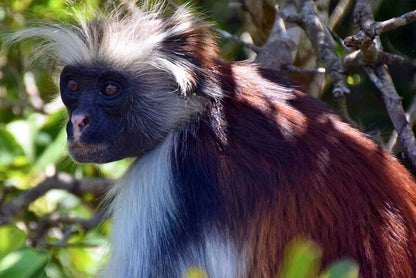 Zanzibar : visite privée de la forêt de Jozani, de la grotte de Kuza et de la plage de Paje