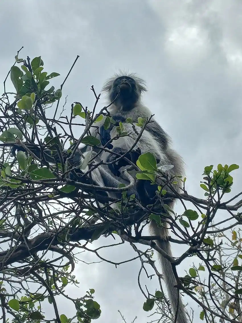 Zanzibar : visite privée de la forêt de Jozani, de la grotte de Kuza et de la plage de Paje