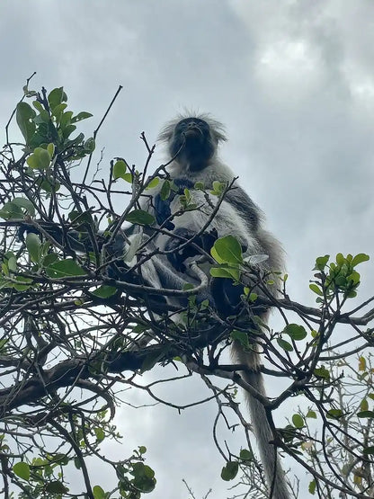 Zanzibar : visite privée de la forêt de Jozani, de la grotte de Kuza et de la plage de Paje
