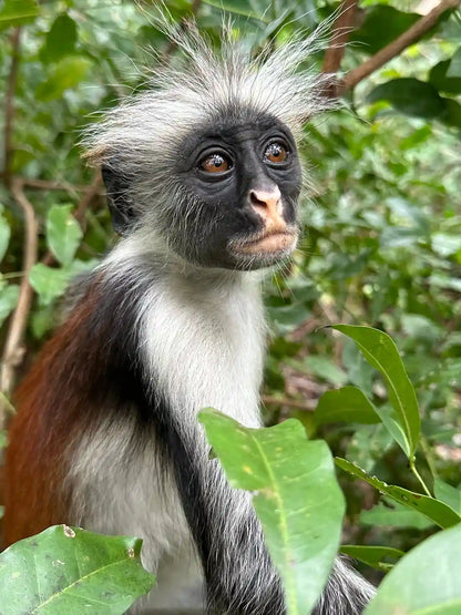 Zanzibar : visite privée de la forêt de Jozani, de la grotte de Kuza et de la plage de Paje