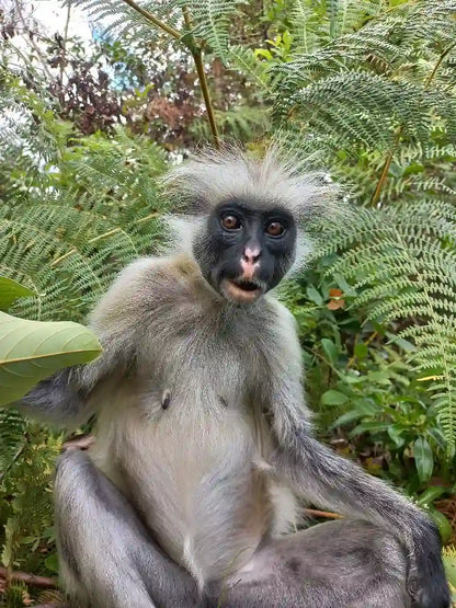 Zanzibar : visite privée de la forêt de Jozani, de la grotte de Kuza et de la plage de Paje
