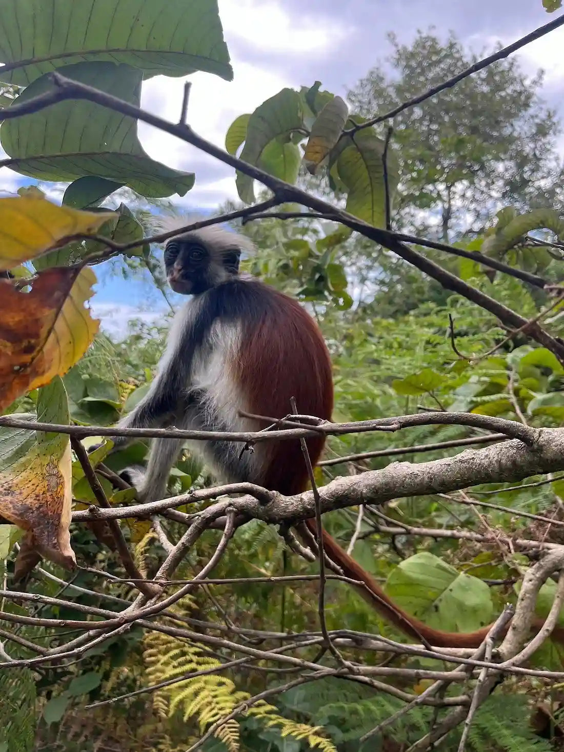 Zanzibar : visite privée de la forêt de Jozani, de la grotte de Kuza et de la plage de Paje