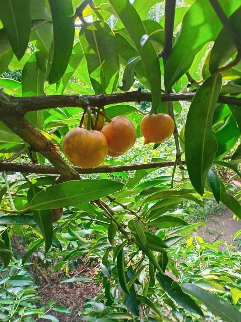 Zanzibar: Jozani Ormanı, Prison Island ve Baharat Çiftliği Özel Turu