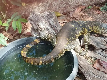 Zanzibar : visite privée de la forêt de Jozani, du parc aux reptiles et de la plage de Mtende
