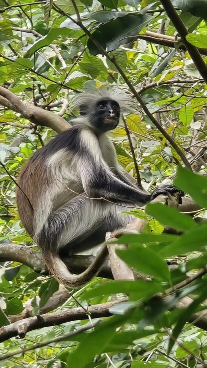 Zanzibar : visite privée de la forêt de Jozani, du parc aux reptiles et de la plage de Mtende