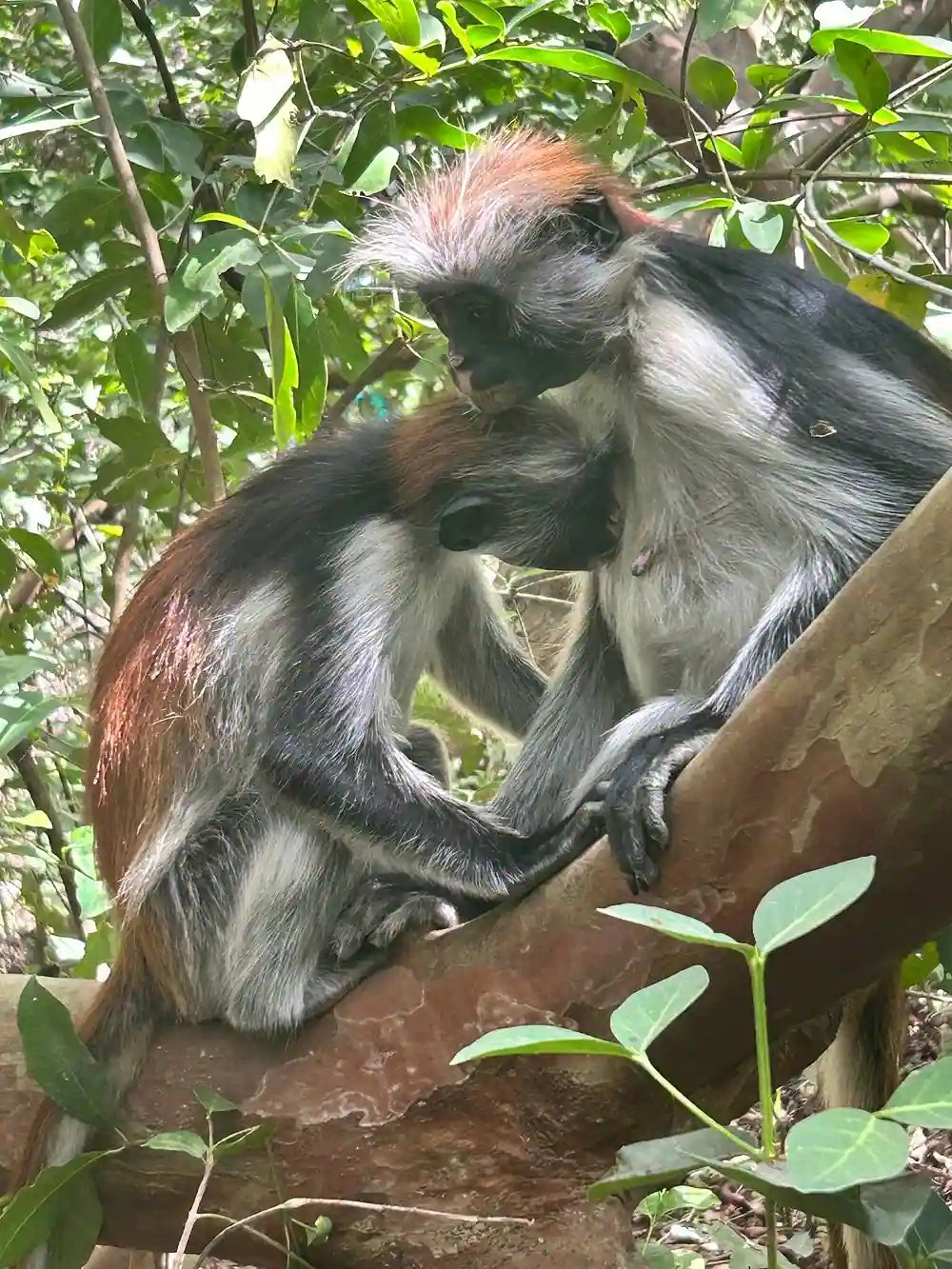 Zanzibar : visite privée de la forêt de Jozani, du parc aux reptiles et de la plage de Mtende