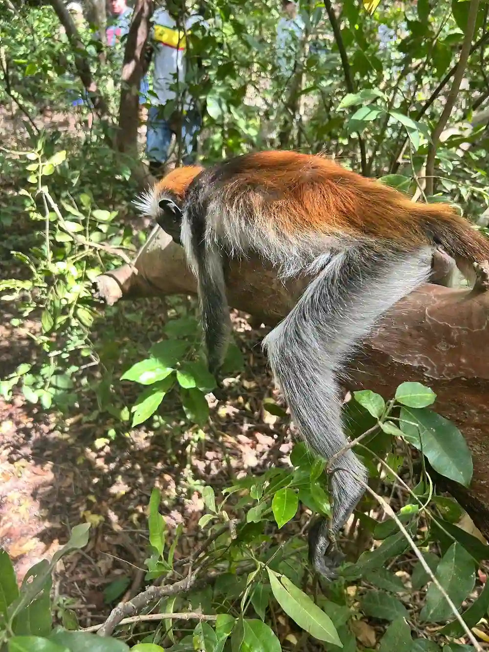 Zanzibar : visite privée de la forêt de Jozani, du parc aux reptiles et de la plage de Mtende
