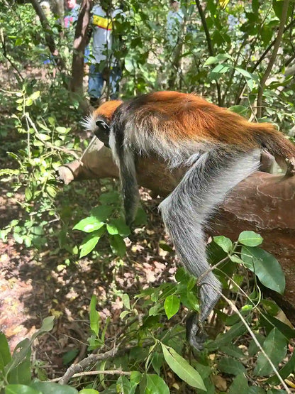 Zanzibar : visite privée de la forêt de Jozani, du parc aux reptiles et de la plage de Mtende