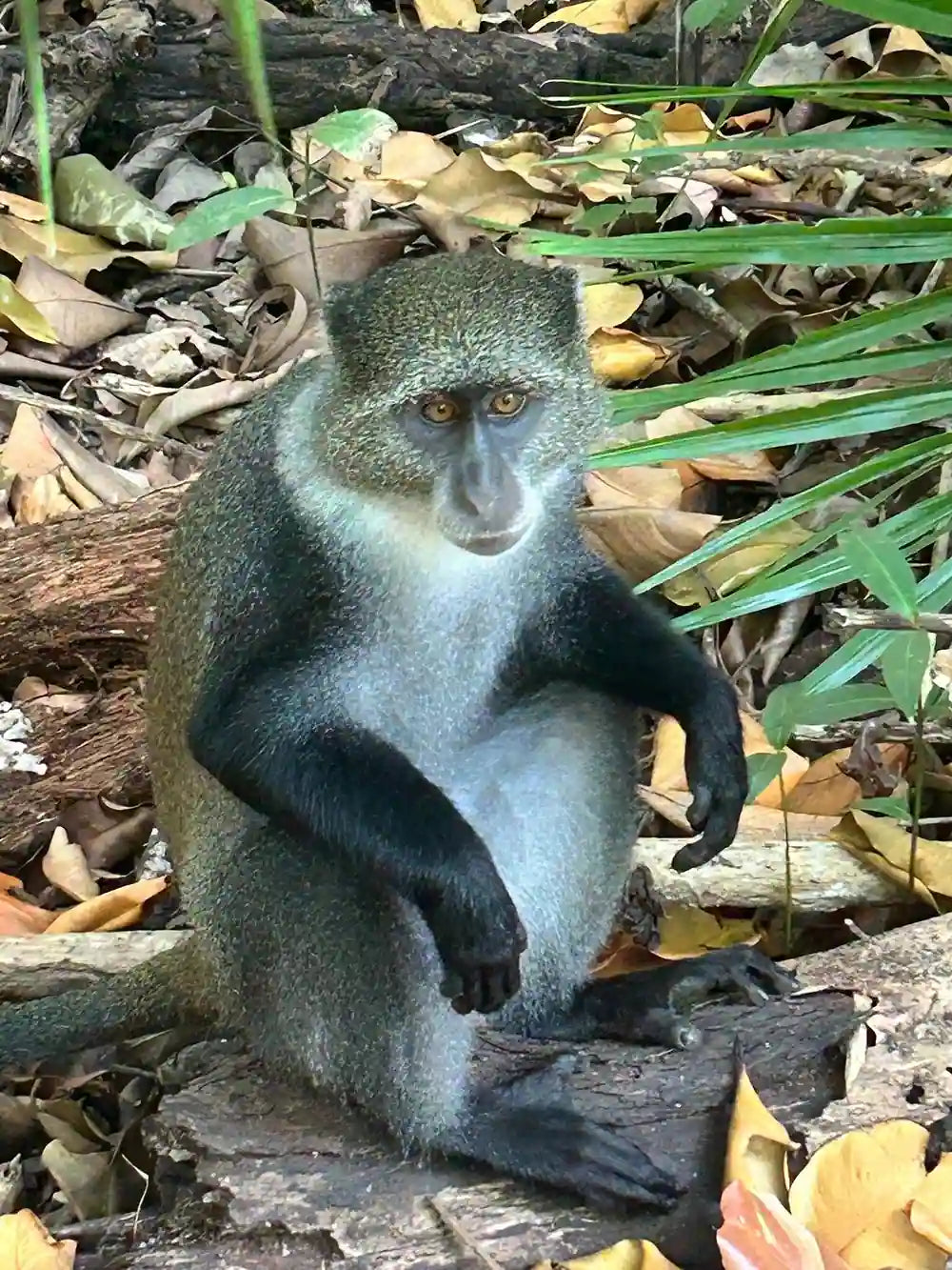 Zanzibar : visite privée de la forêt de Jozani, du parc aux reptiles et de la plage de Mtende