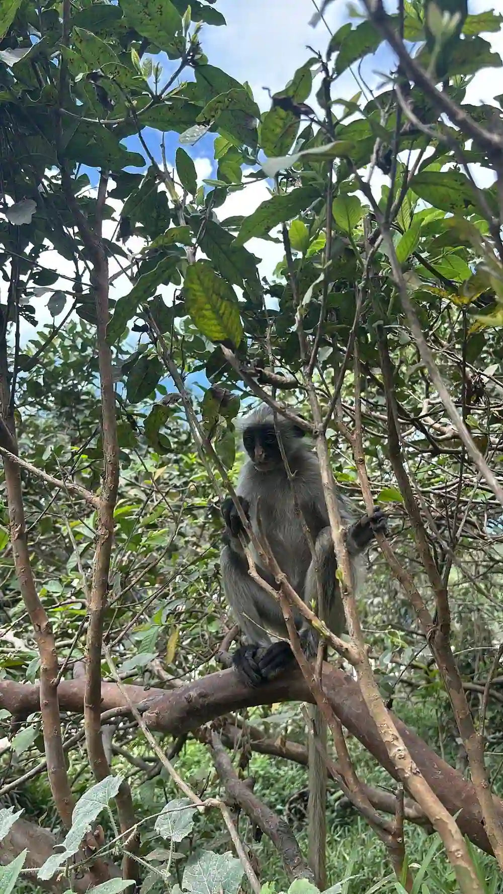 Zanzibar : visite privée de la forêt de Jozani, du parc aux reptiles et de la plage de Mtende