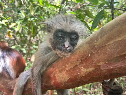 Zanzibar : visite privée de la forêt de Jozani, du parc aux reptiles et de la plage de Mtende