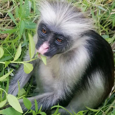 Zanzibar : visite privée de la forêt de Jozani, du parc aux reptiles et de la plage de Mtende