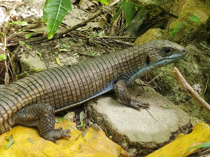 Zanzibar : visite privée de la forêt de Jozani, du parc aux reptiles et de la plage de Mtende
