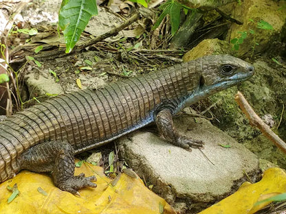 Zanzibar : visite privée de la forêt de Jozani, du parc aux reptiles et de la plage de Mtende